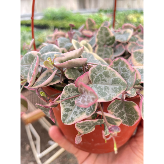 Variegated String of Hearts (Ceropegia woodii 'Variegata')