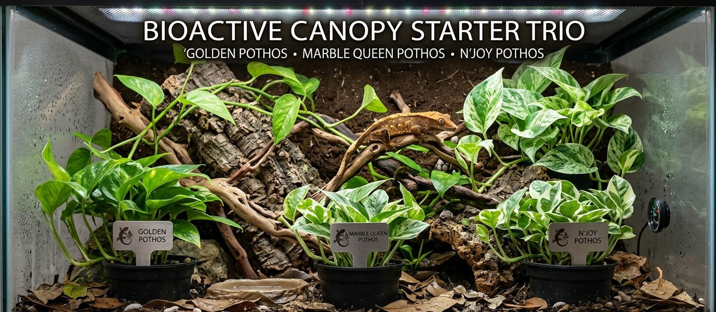 Bioactive Canopy Starter Trio (Epipremnum aureum Cultivar 3-Pack)