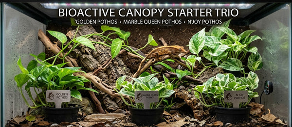Bioactive Canopy Starter Trio (Epipremnum aureum Cultivar 3-Pack)