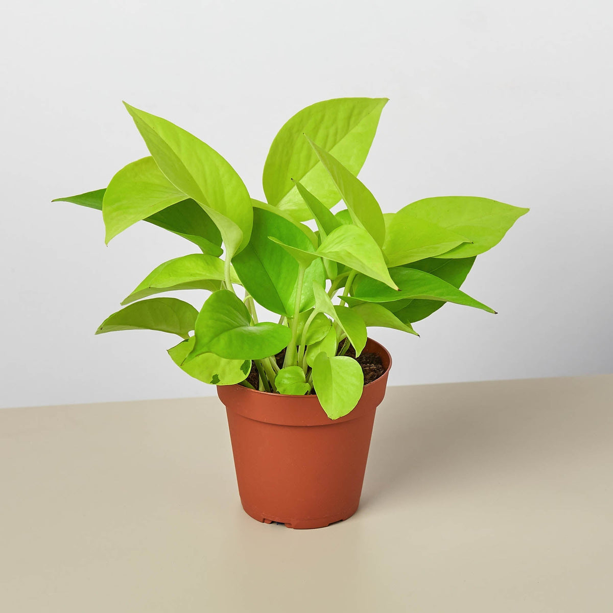 Neon Pothos (Epipremnum aureum / Epipremnum pinnatum 'Neon')