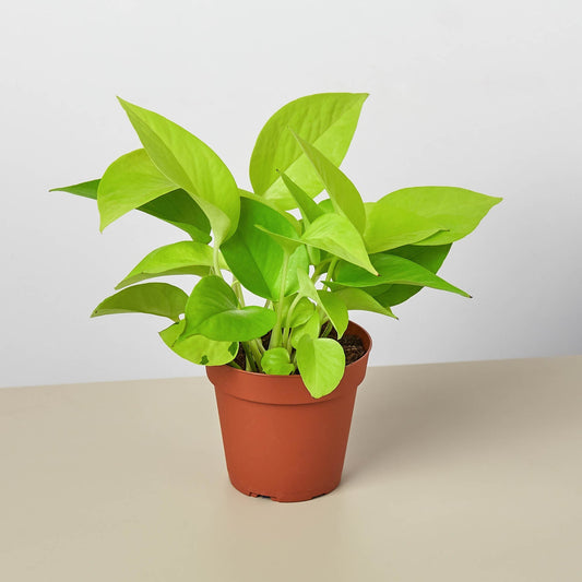 Neon Pothos (Epipremnum aureum / Epipremnum pinnatum 'Neon')