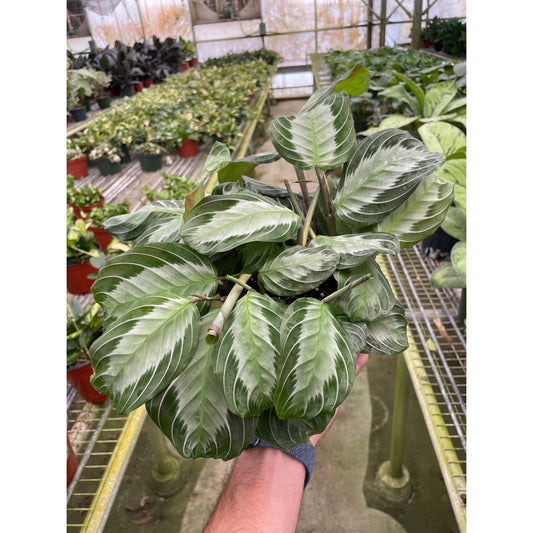 Silver Band Prayer Plant (Maranta leuconeura 'Silver Band')