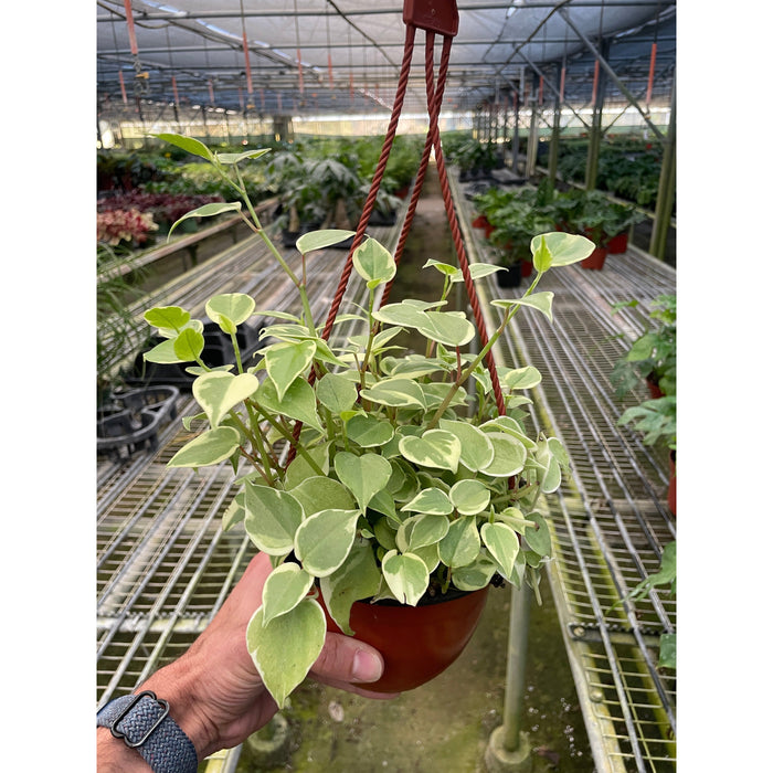 Cupid Peperomia (Peperomia nitida)