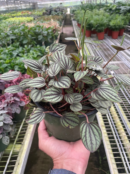 Piccolo Banda Peperomia (Peperomia albovittata 'Piccolo Banda')