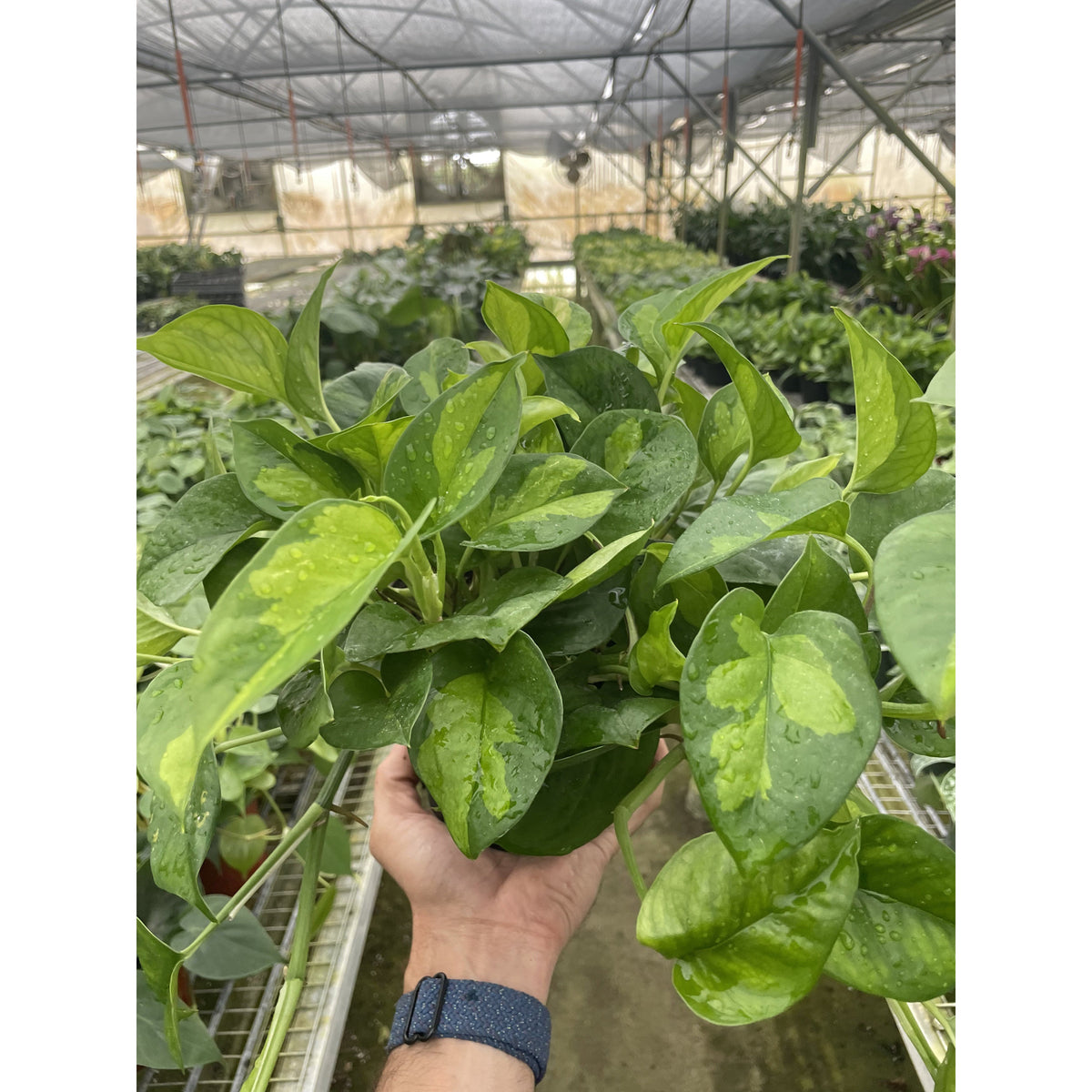 Global Green Pothos (Epipremnum aureum 'Global Green')