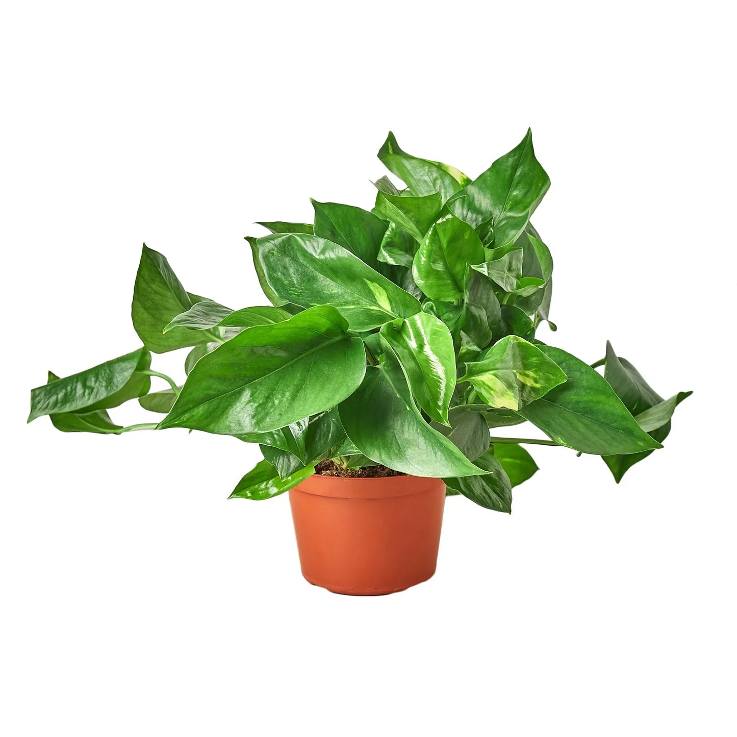 Golden Pothos Variegated (Epipremnum aureum)