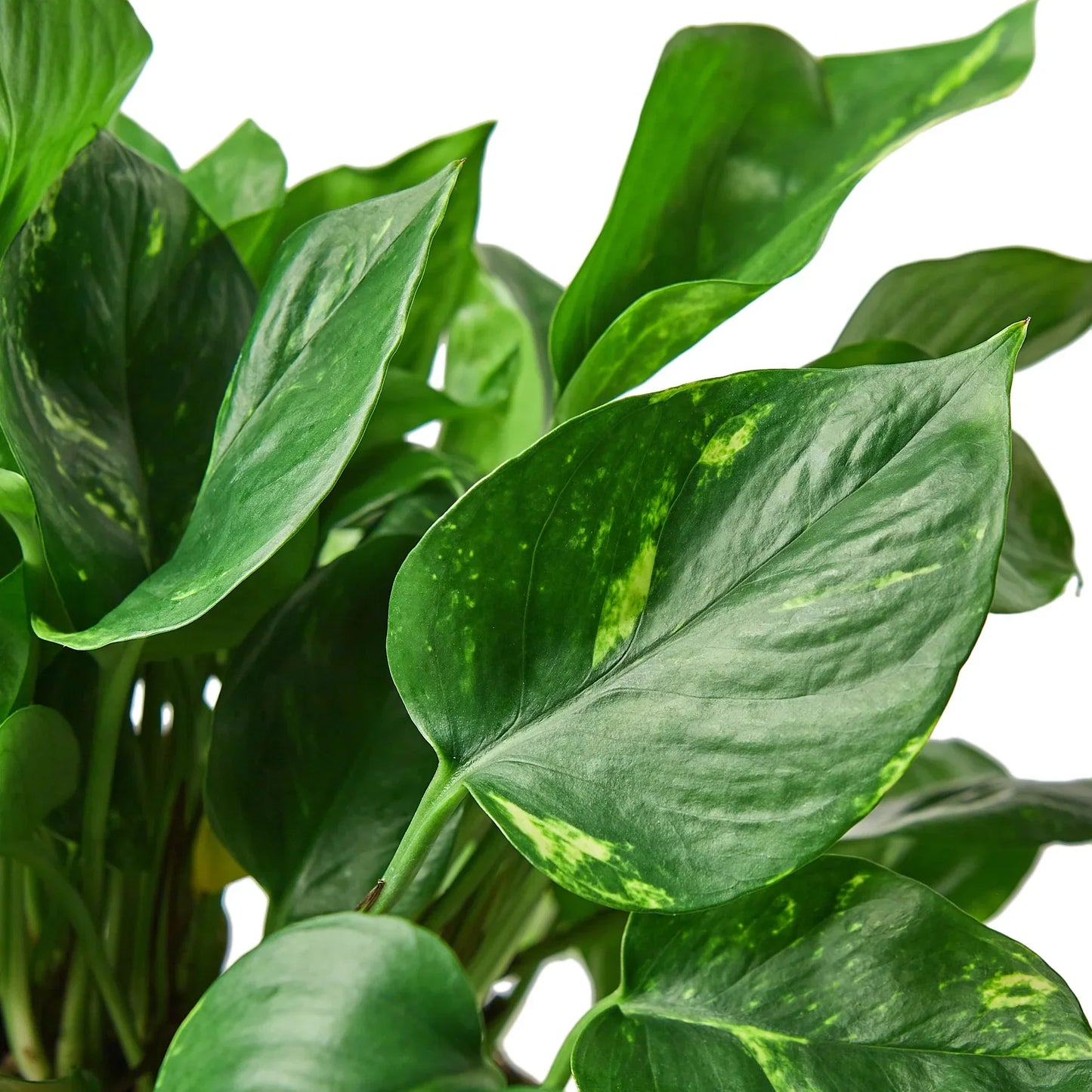 Golden Pothos Variegated (Epipremnum aureum)