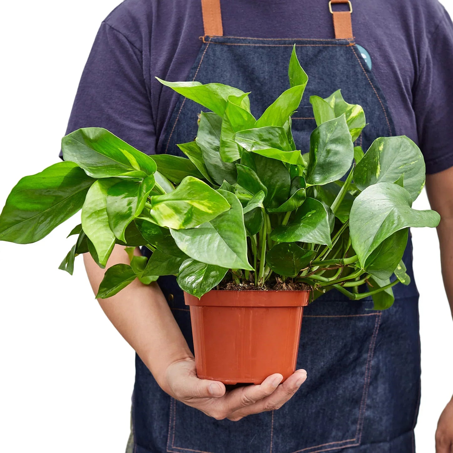Golden Pothos Variegated (Epipremnum aureum)