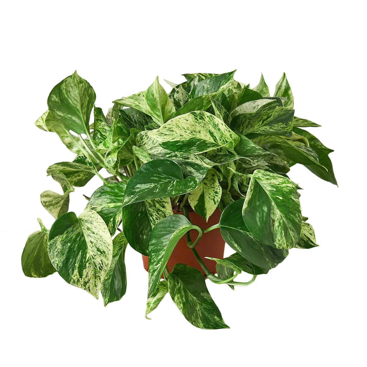 Marble Queen Pothos (Epipremnum aureum 'Marble Queen')