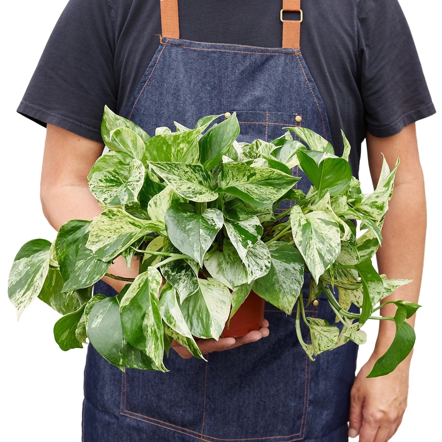 Marble Queen Pothos (Epipremnum aureum 'Marble Queen')