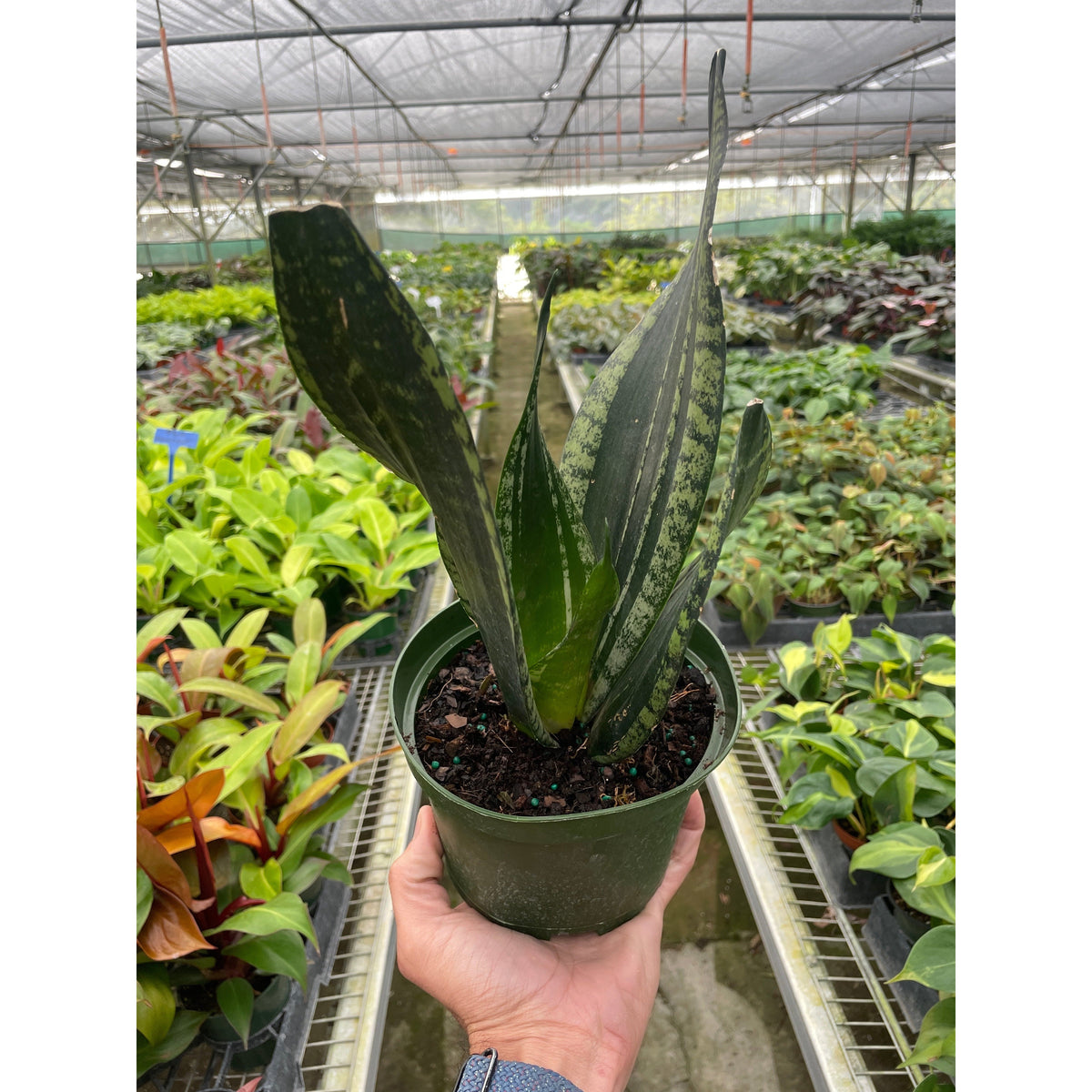 Snake Plant 'Whitney' (Sansevieria trifasciata / Dracaena trifasciata 'Whitney')