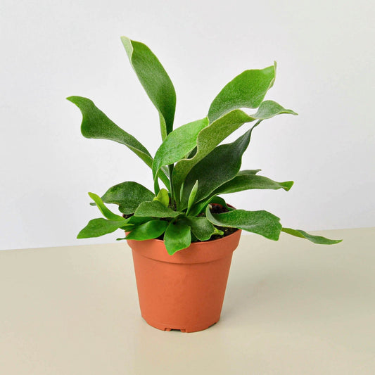 Staghorn Fern (Platycerium bifurcatum)