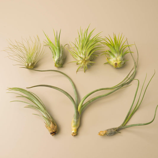 Curated Tillandsia Air Plant Collection (Tillandsia spp. – 7-Pack)