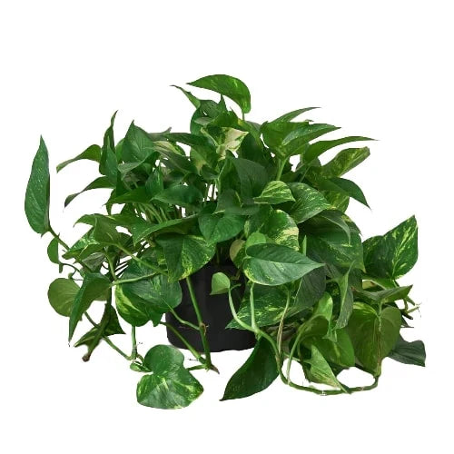 Golden Pothos Variegated (Epipremnum aureum)