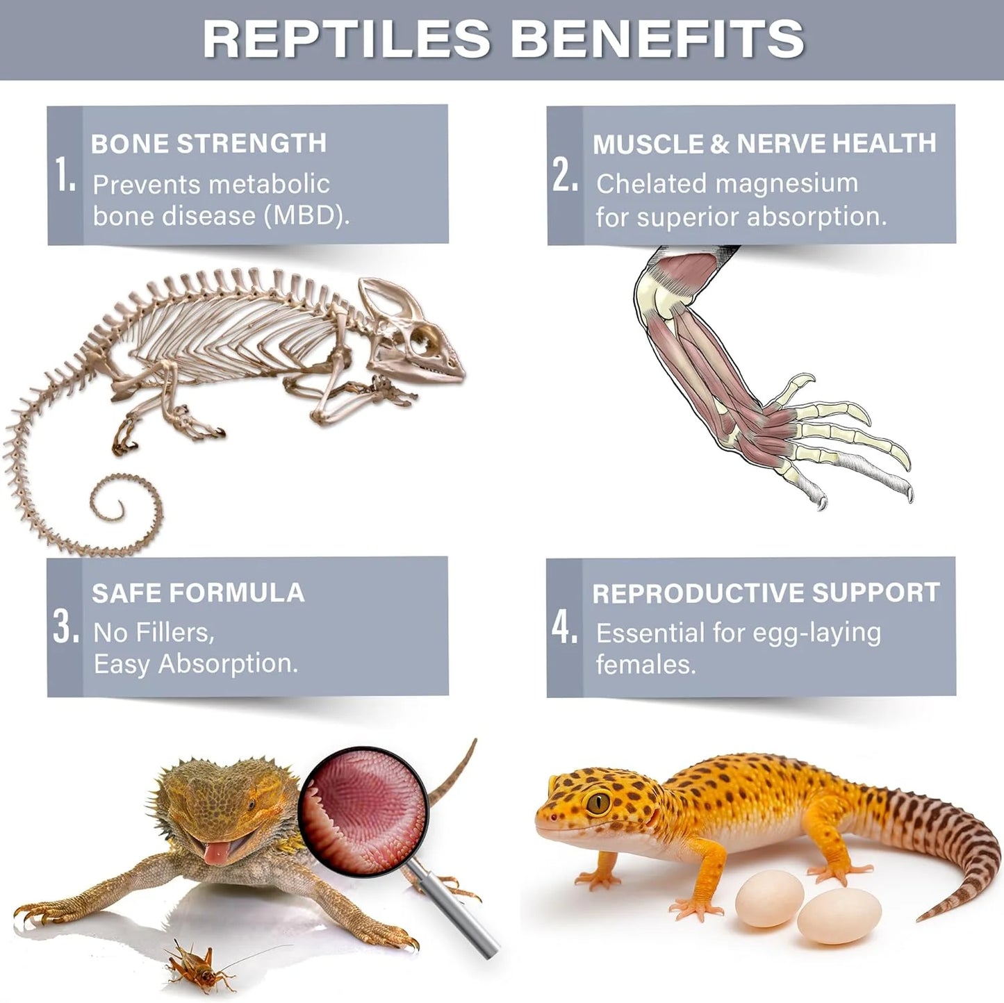 Gargeer Magnesium+ with Calcium Reptile Supplement