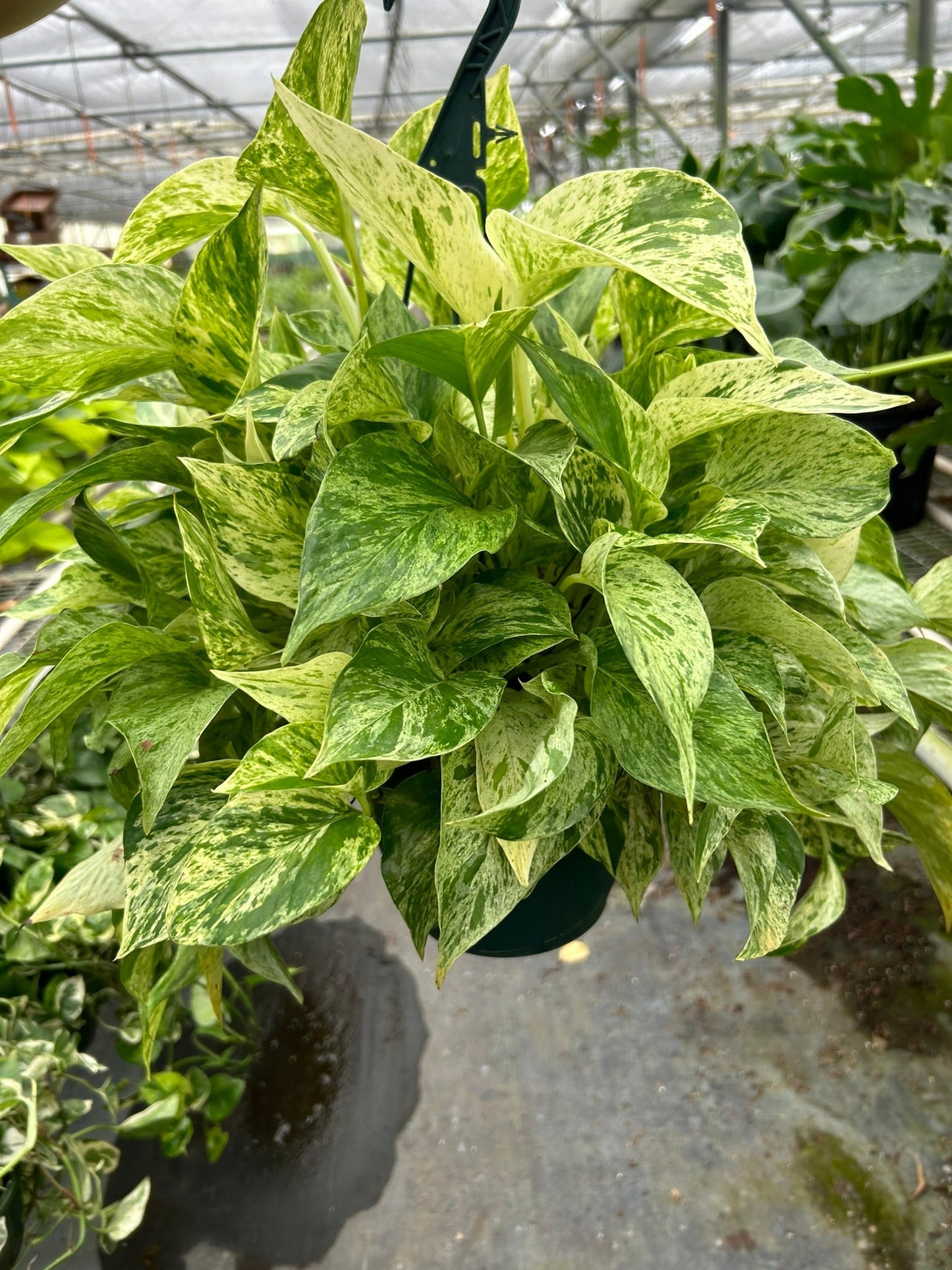 Marble Queen Pothos (Epipremnum aureum 'Marble Queen')