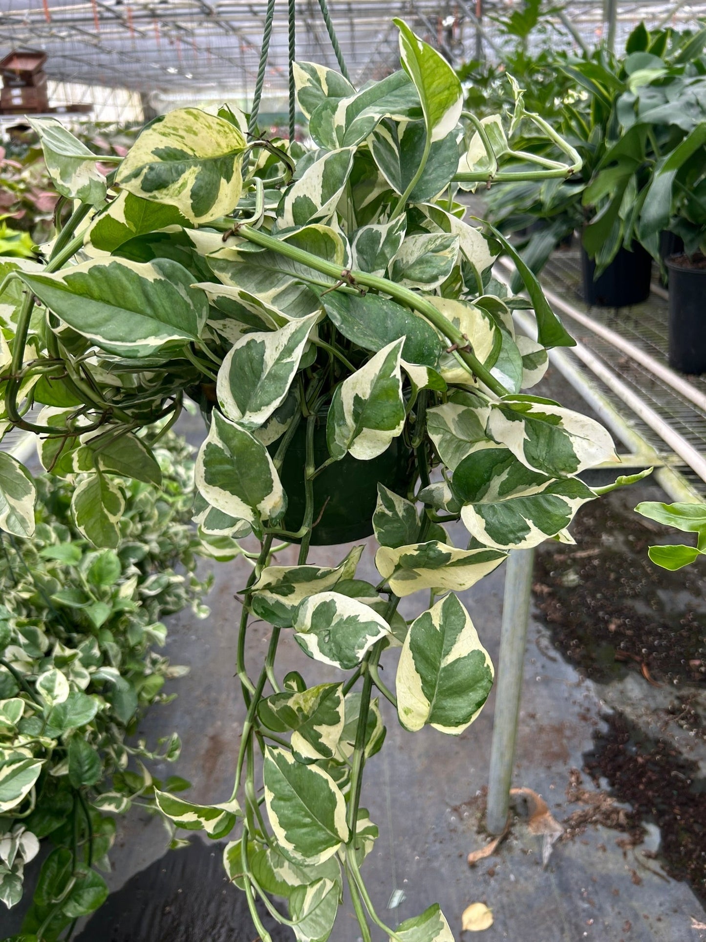 N'Joy Pothos (Epipremnum aureum 'N'Joy')