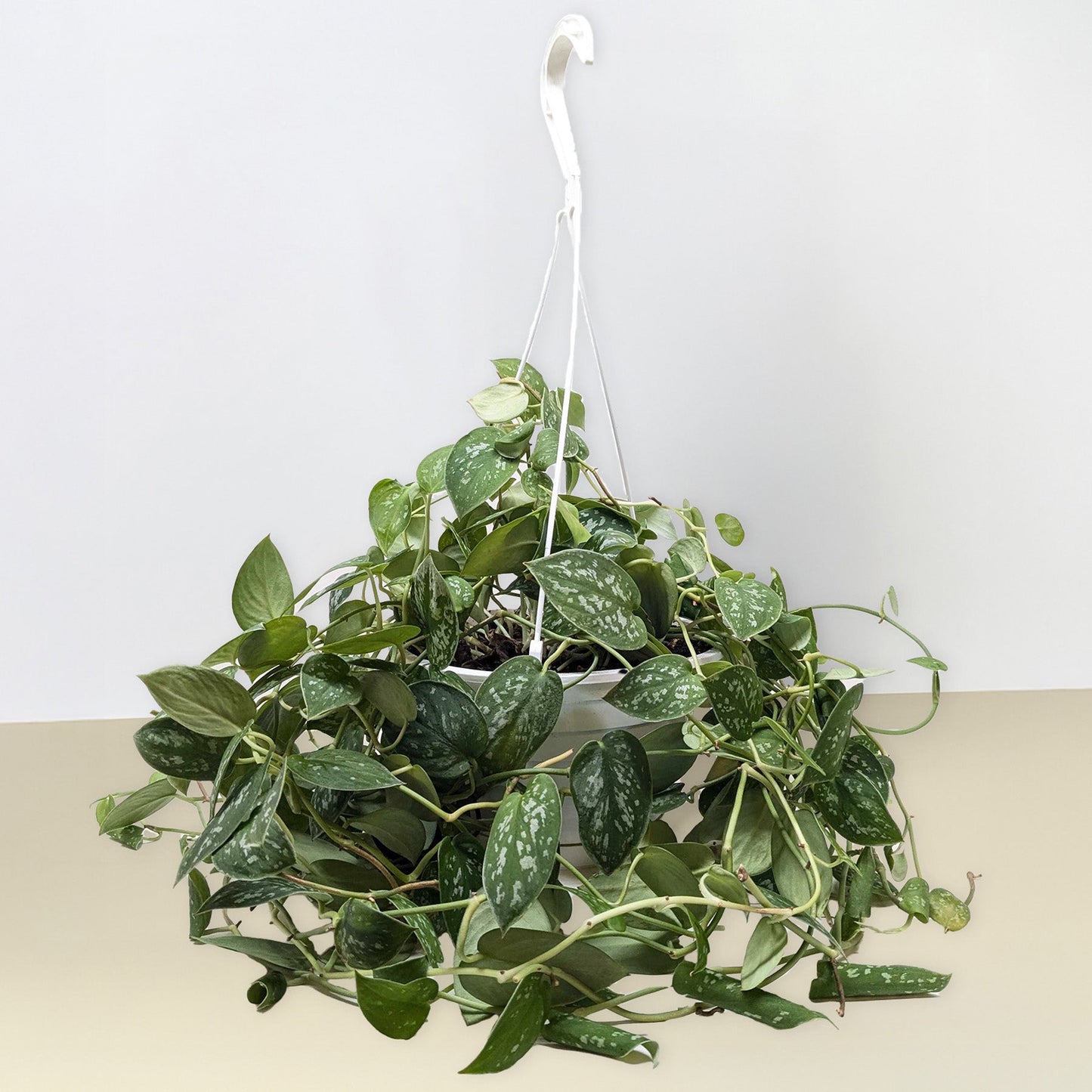 Satin Pothos / Silver Vine (Scindapsus pictus 'Argyraeus')