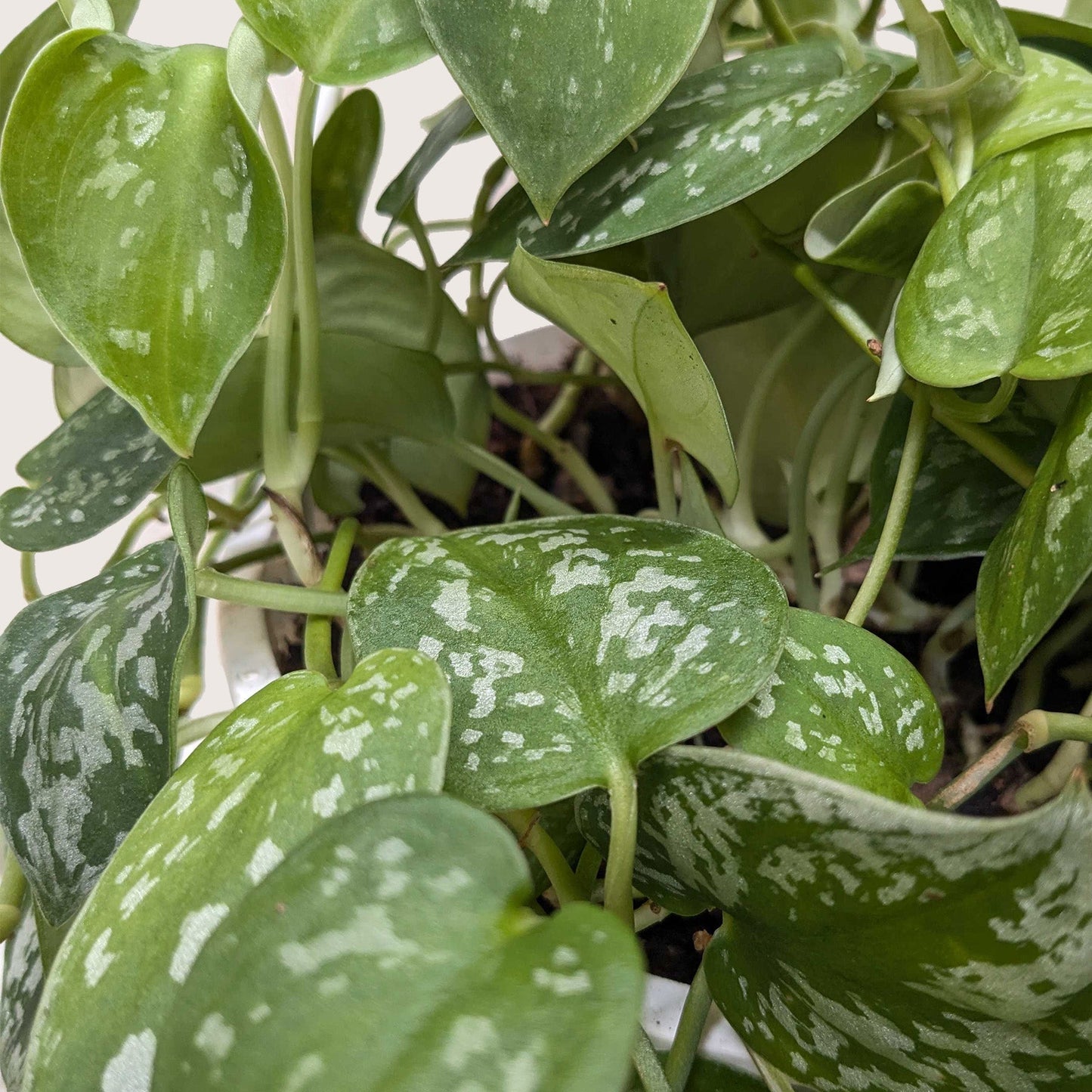 Satin Pothos / Silver Vine (Scindapsus pictus 'Argyraeus')