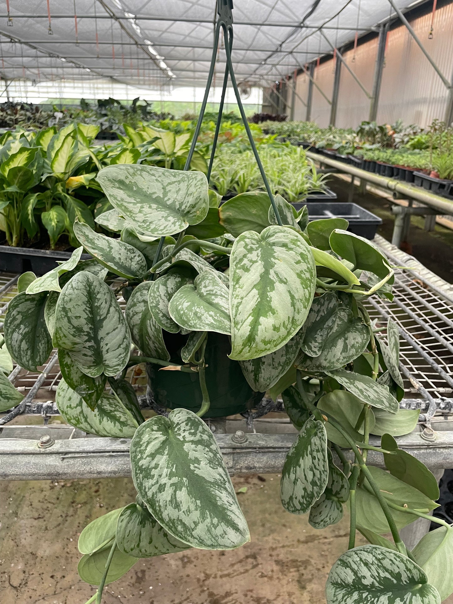 Exotica Satin Pothos (Scindapsus pictus 'Exotica')