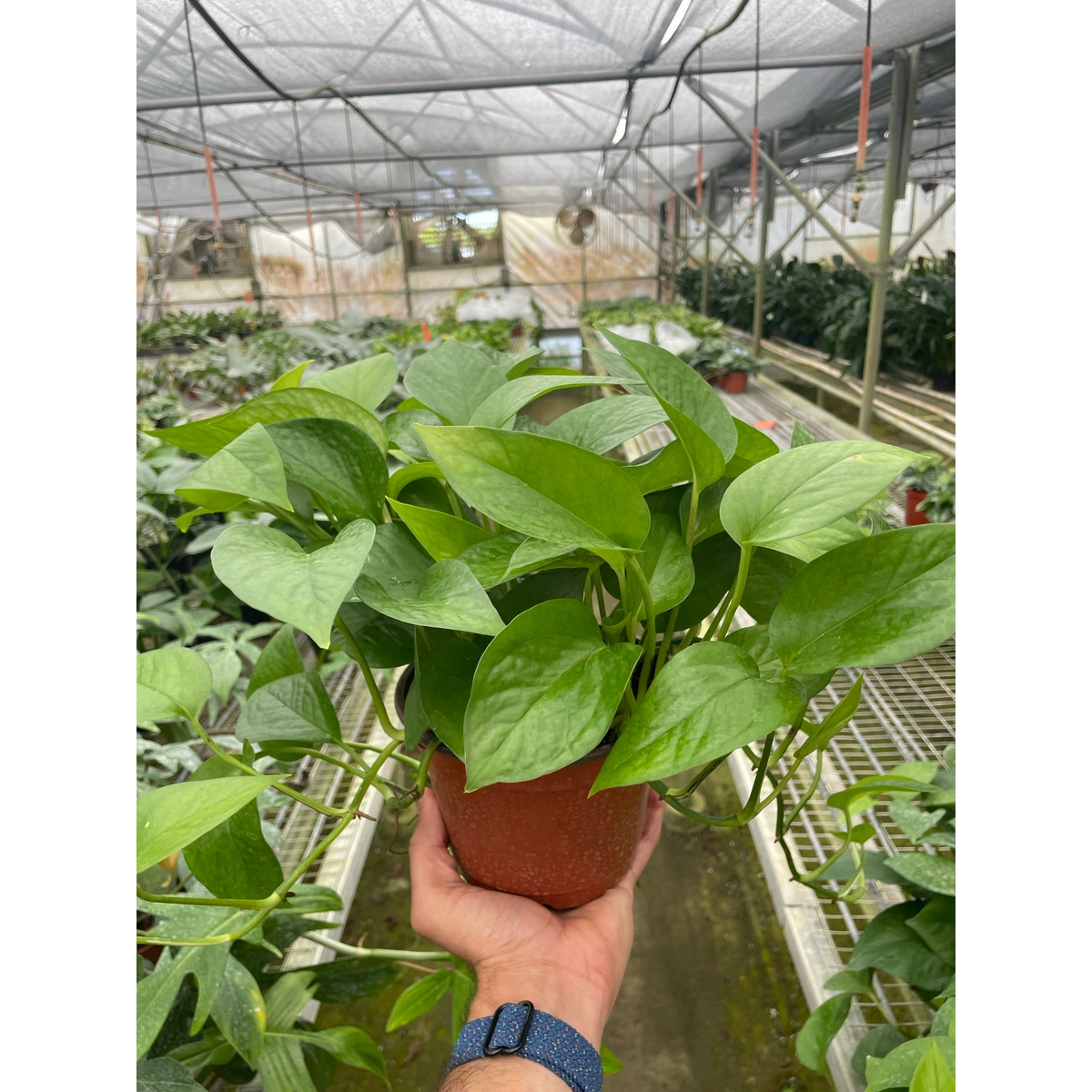 Green Queen Pothos (Epipremnum aureum 'Green Queen')