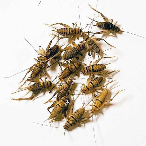 Live Banded Crickets (Includes 2 Day Shipping)