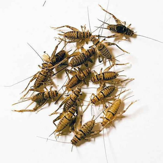 Live Banded Crickets (Includes 2 Day Shipping)