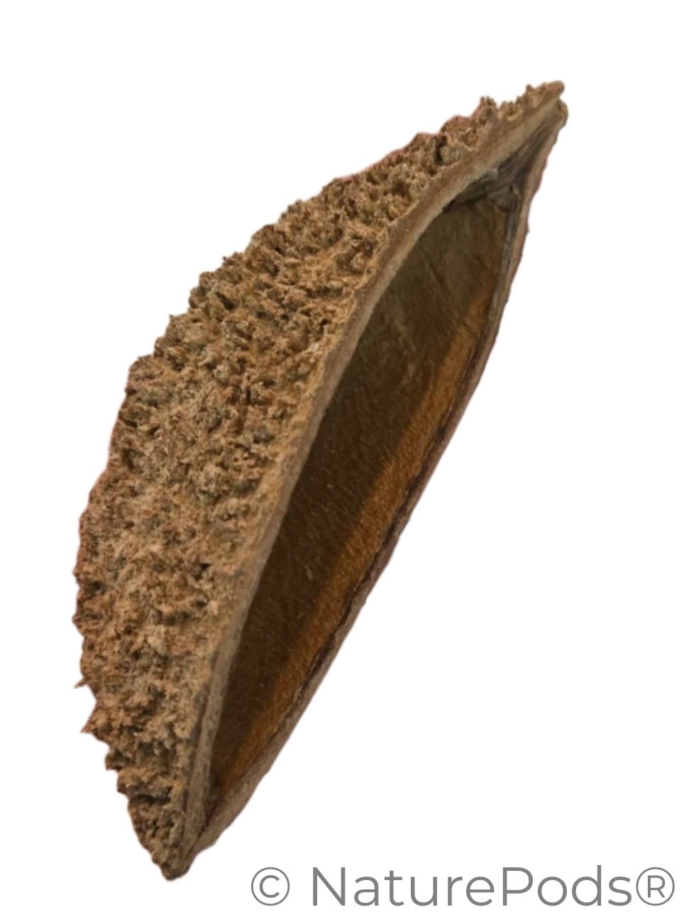 Natural Dried Bolsa Pastor Urchin Pods (Zeyheria montana)