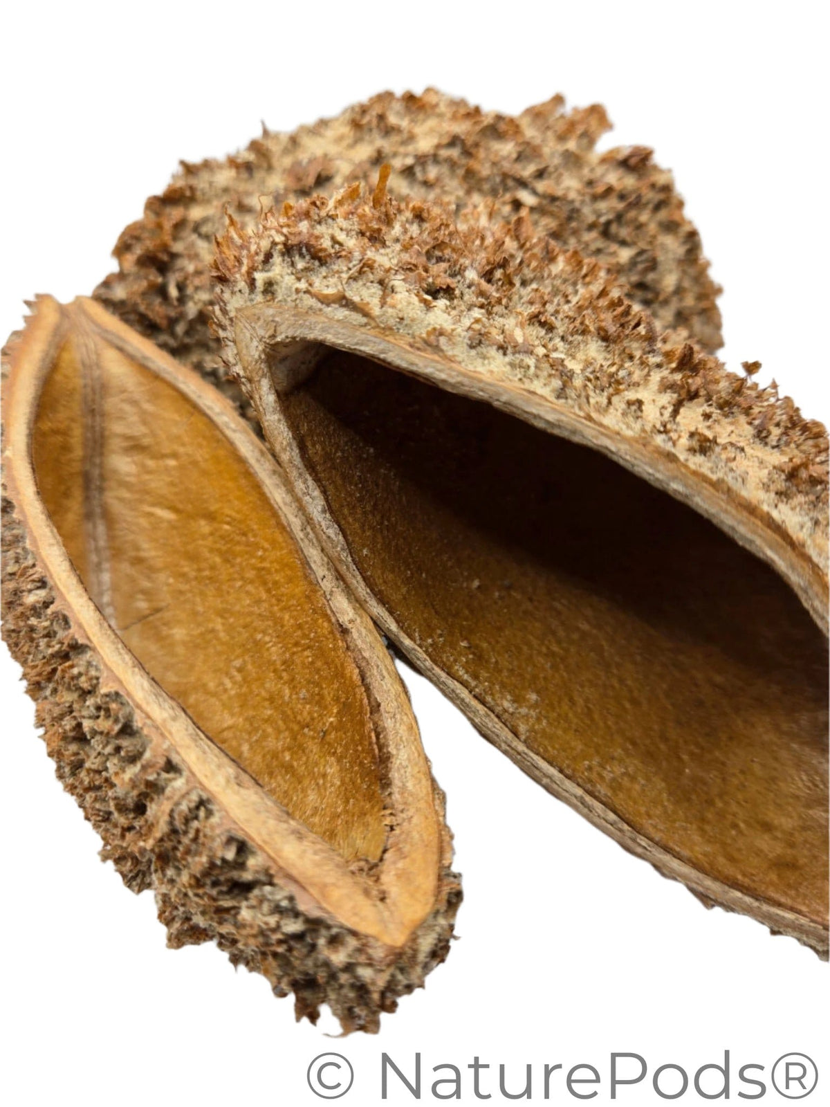 Natural Dried Bolsa Pastor Urchin Pods (Zeyheria montana)