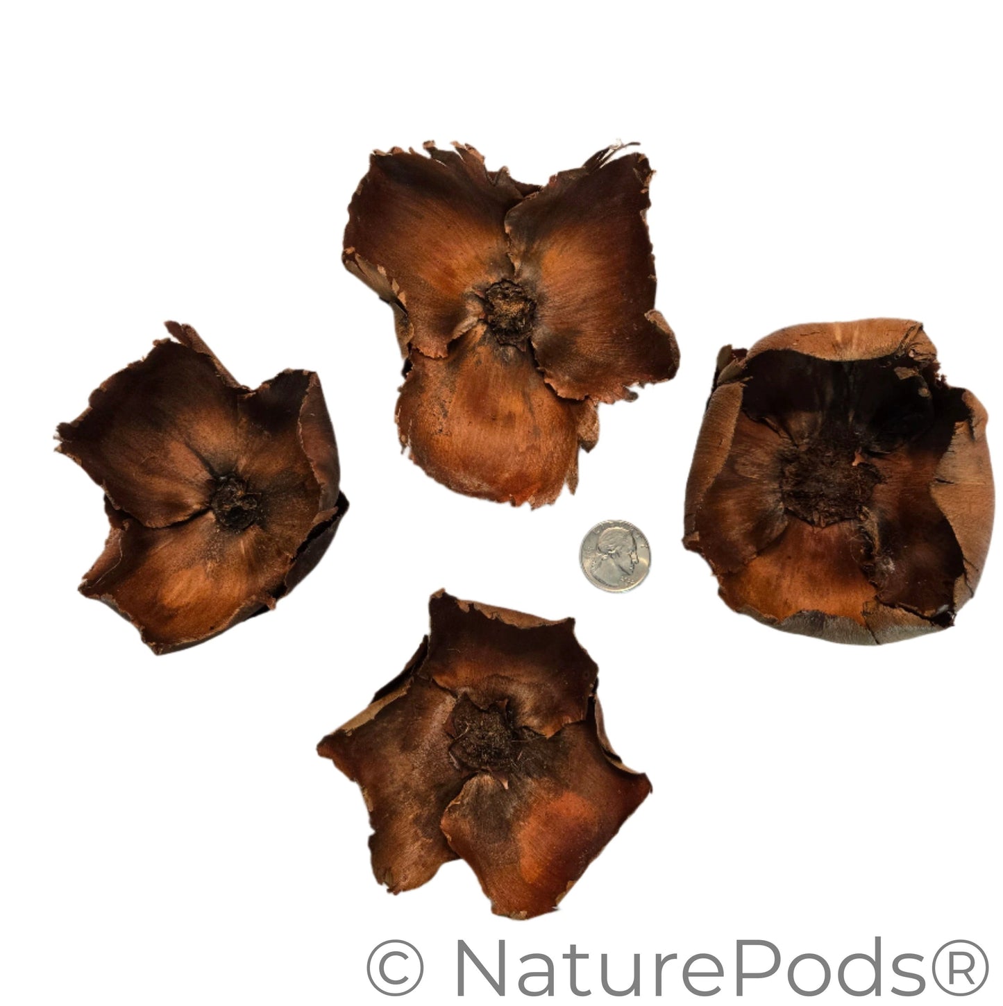 Natural Coco Flowers (Cocos nucifera)