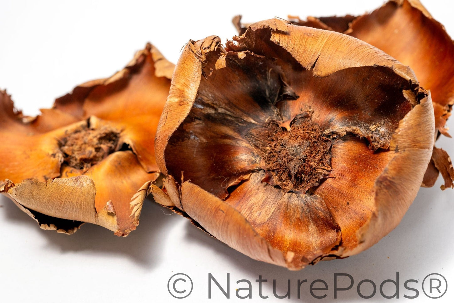 Natural Coco Flowers (Cocos nucifera)