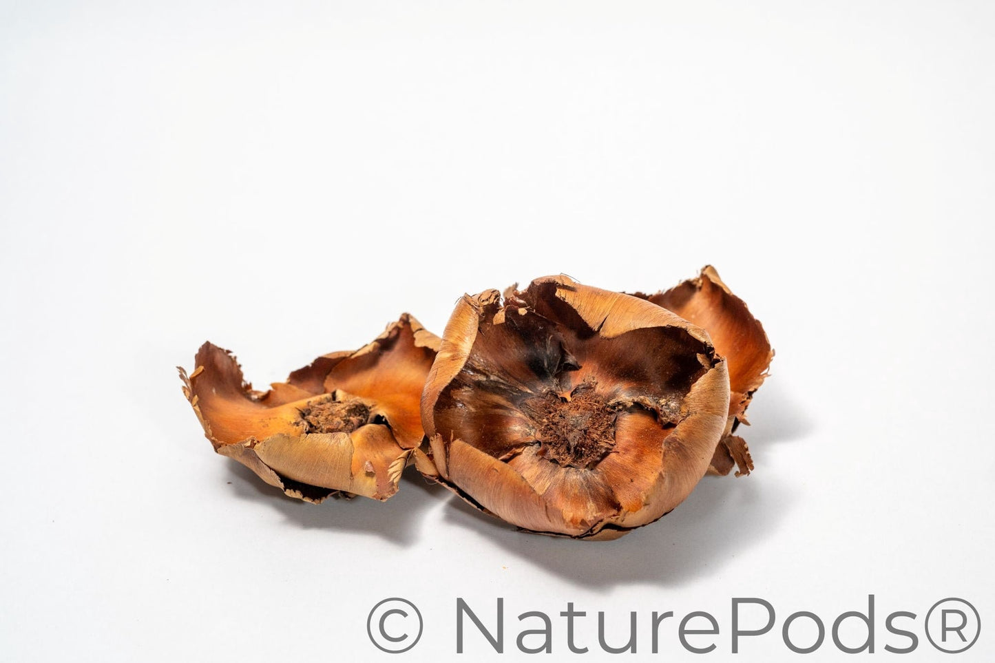 Natural Coco Flowers (Cocos nucifera)