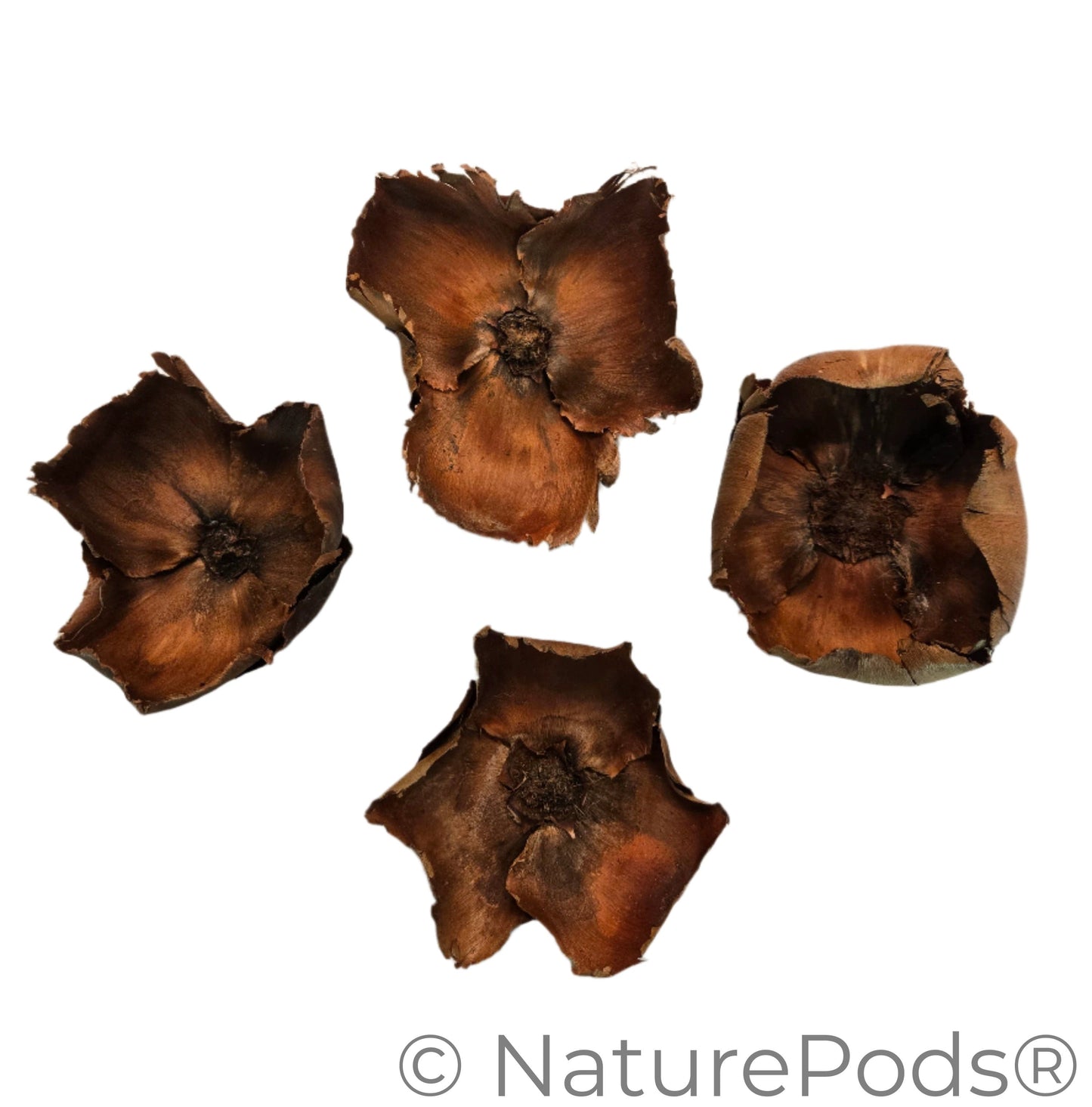Natural Coco Flowers (Cocos nucifera)