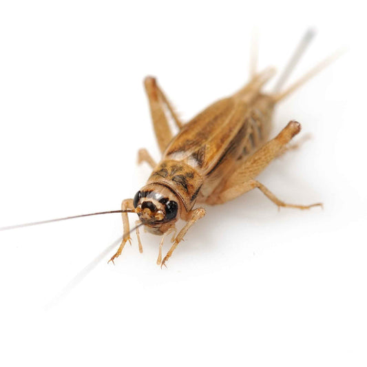 Freeze Dried Crickets (Includes 2 Day Shipping)