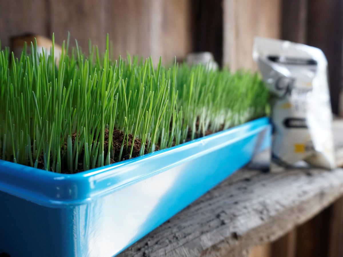 Hard Red Winter Wheatgrass Seeds (Triticum aestivum)