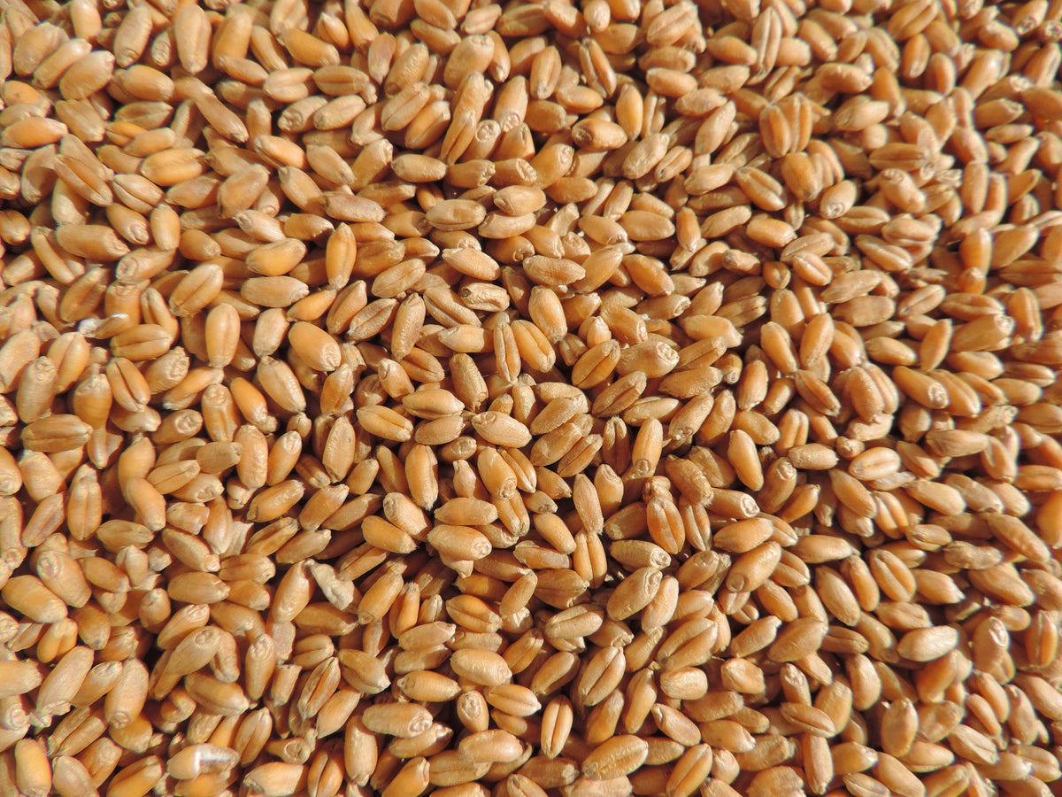 Hard Red Winter Wheatgrass Seeds (Triticum aestivum)
