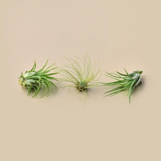 Mini Tillandsia Air Plant Starter Trio (Tillandsia spp. – 3-Pack)