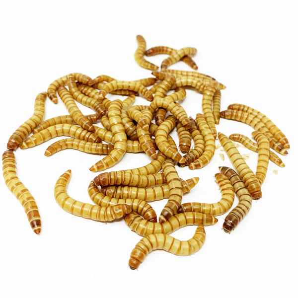 Live Giant Mealworms