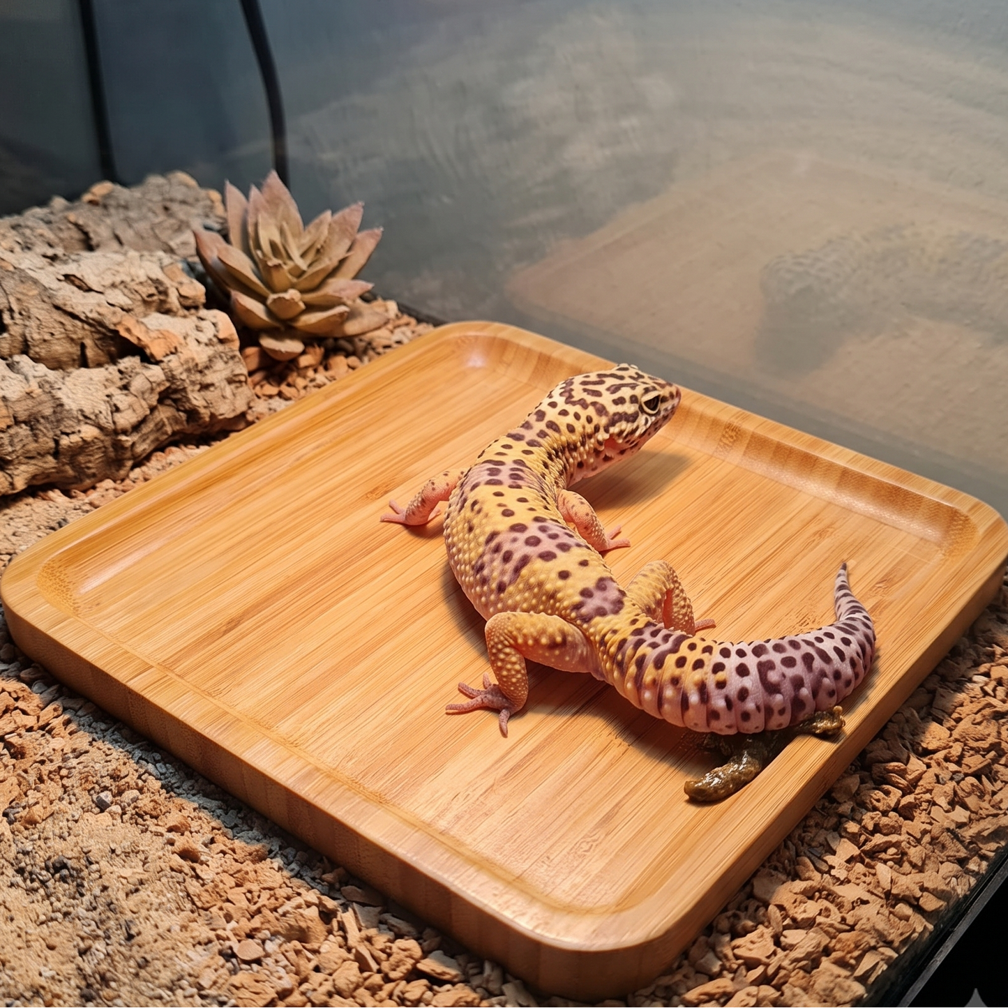 A leopard gecko rests on a rectangular bamboo tray inside a terrarium with wood bark, substrate, and a warm lamp above.