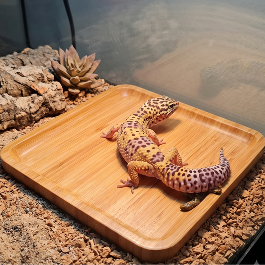 A leopard gecko rests on a rectangular bamboo tray inside a terrarium with wood bark, substrate, and a warm lamp above.