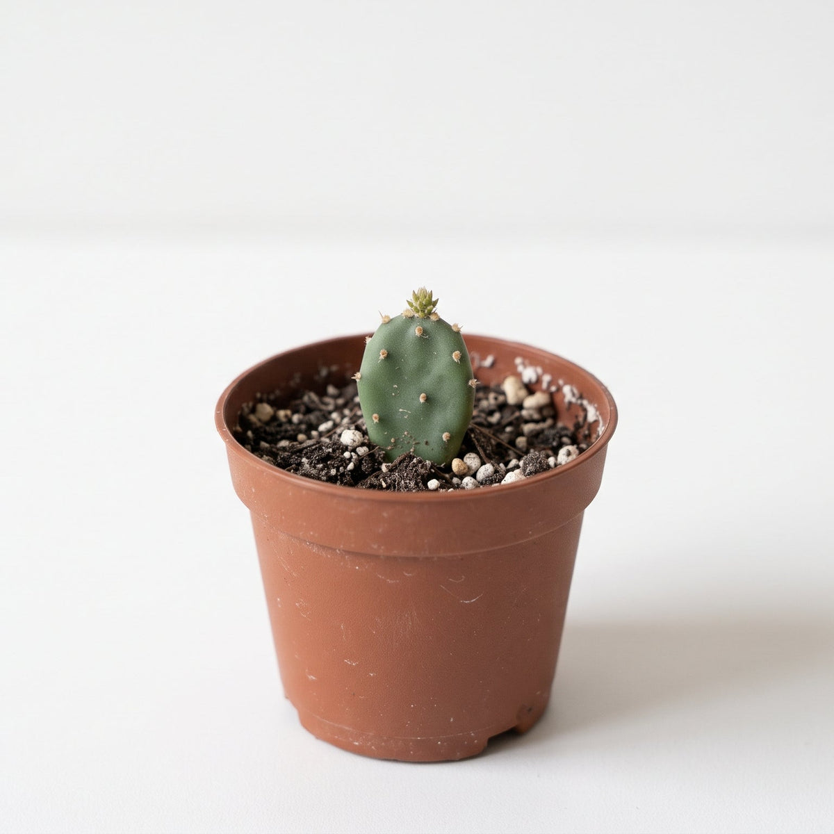 Miniature Prickly Pear Cactus (Opuntia)