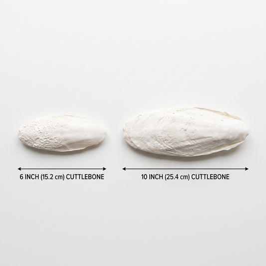 All-Natural Cuttlebone Combo Pack (6" & 10") | Reptile & Bioactive Calcium Supplement