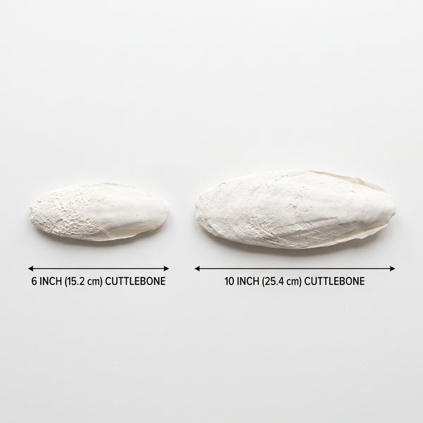 All-Natural Cuttlebone Combo Pack (6" & 10") | Reptile & Bioactive Calcium Supplement