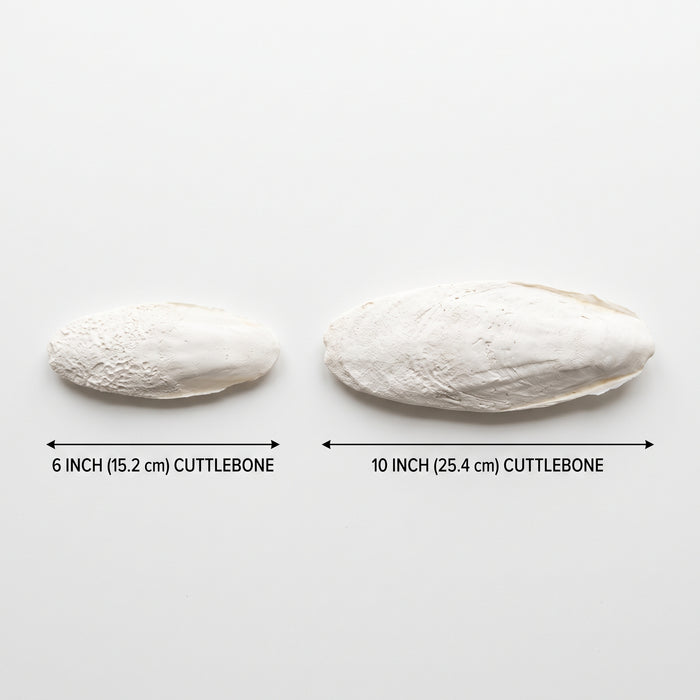 All-Natural Cuttlebone Combo Pack (6" & 10") | Reptile & Bioactive Calcium Supplement