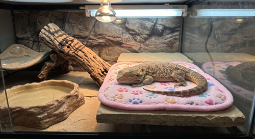 Cozy Reptile Fleece Comfort Blankets