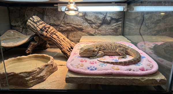 Cozy Reptile Fleece Comfort Blankets