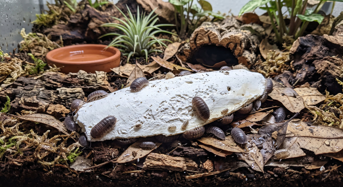 All-Natural Cuttlebone Combo Pack (6" & 10") | Reptile & Bioactive Calcium Supplement