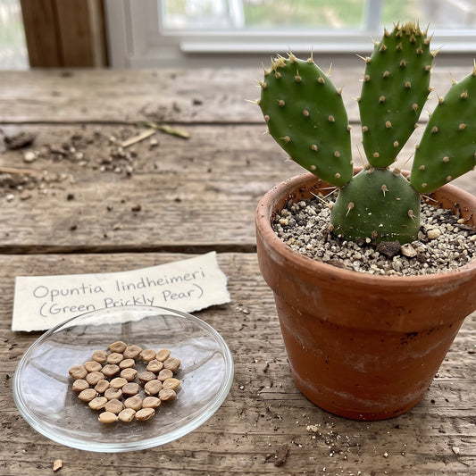 Green Prickly Pear (Opuntia lindheimeri) seeds (20 pack)