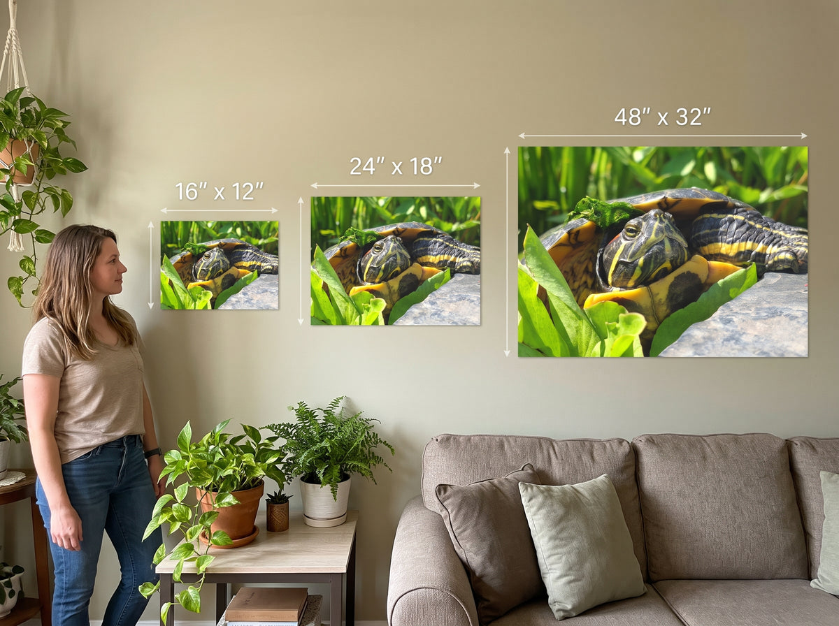 "Basking Beauty" Red-Eared Slider Premium Art Poster