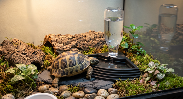 Space-Saving Corner Reptile Water Dispenser & Step Ramp